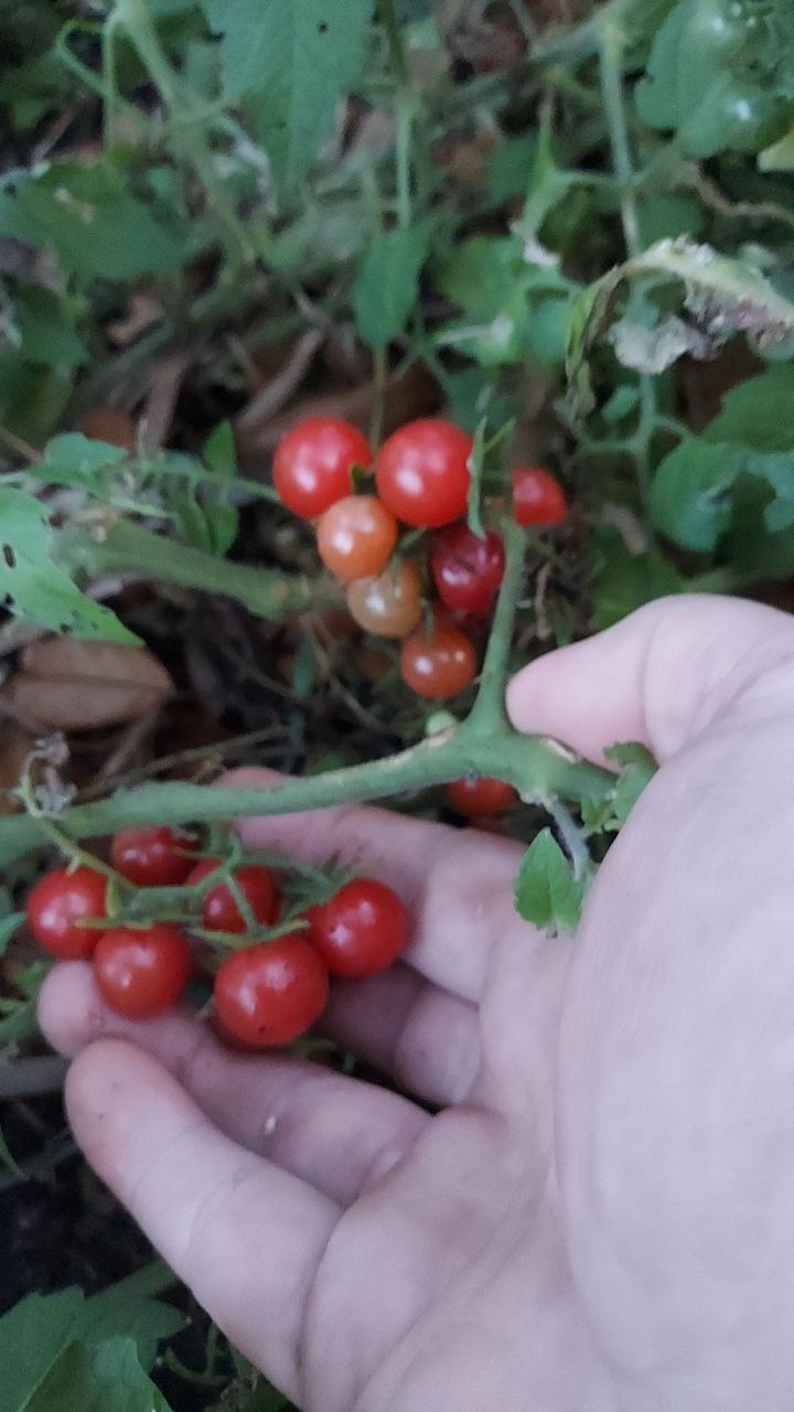 Outdoor Plants