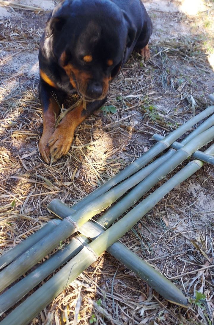 Bamboo